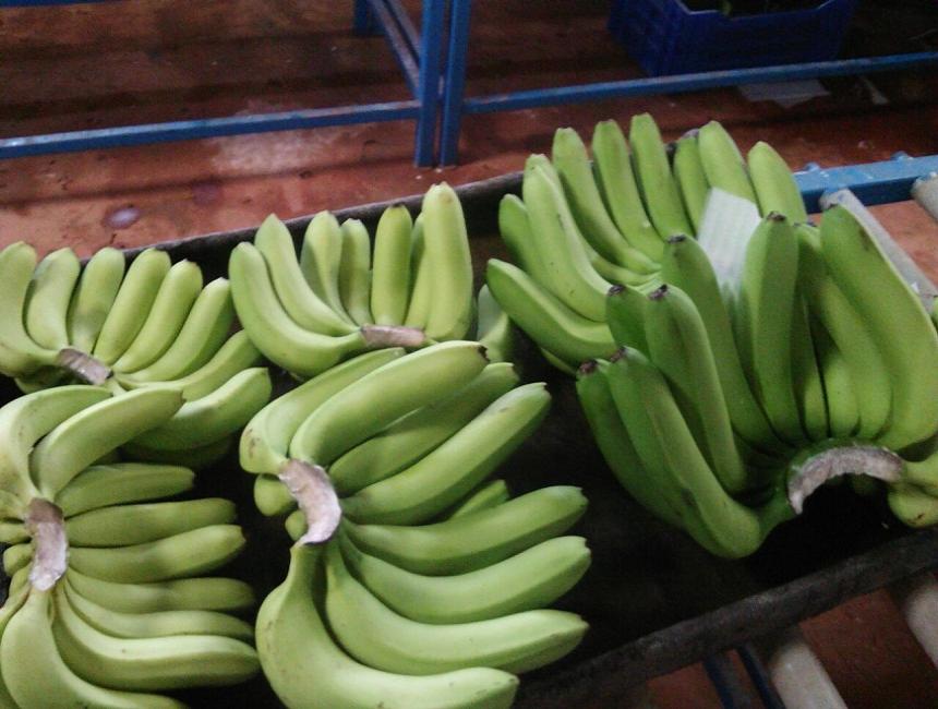 Organic Natural Green Cavendish Banana / G9 Banana In Exporters India.