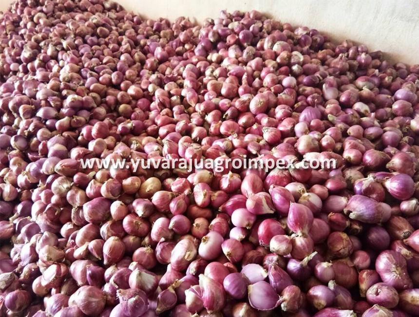 Fresh Small Onion Exporters In India To Usa Australia Uk Singapore Malaysia Japan