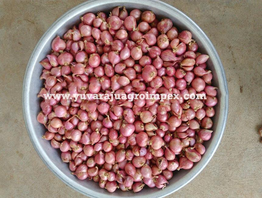 Fresh Small Onion Exporters In India To Usa Australia Uk Singapore Malaysia Japan