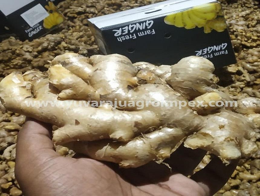 Fresh Red Ginger For Sale In India