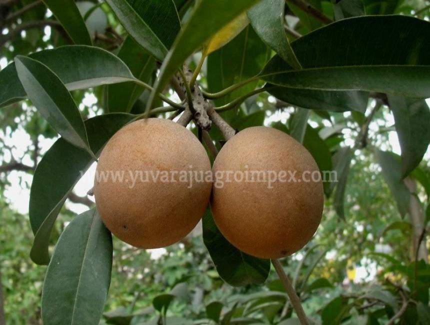 Fresh Sapota Fruits In Tamilnadu