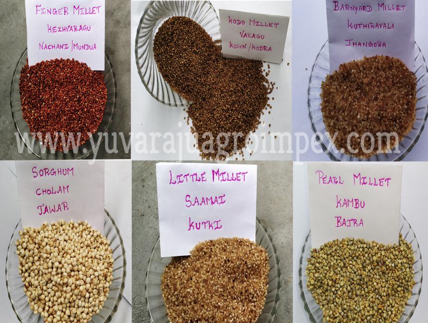 barnyard-millets-kuthiraivali-manufacturers-in-tamil-nadu