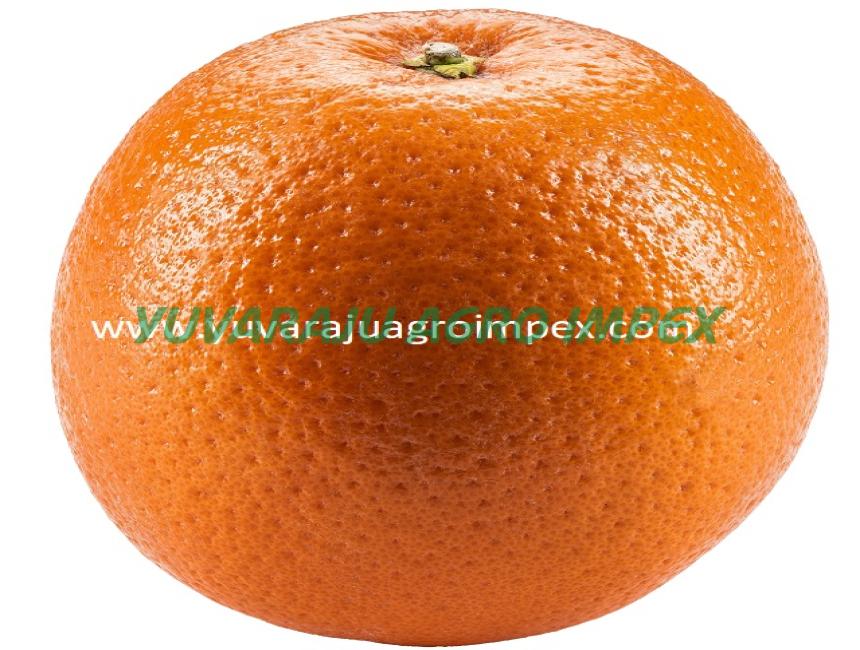 Farm Fresh and unique Citrus Flavor of Orange Export to France